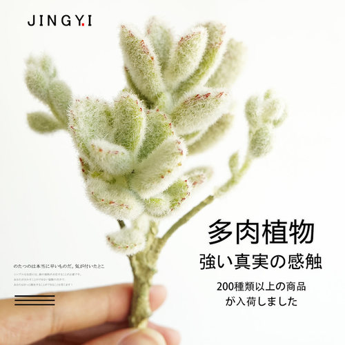 多肉植物仿真花背景墙装饰北欧