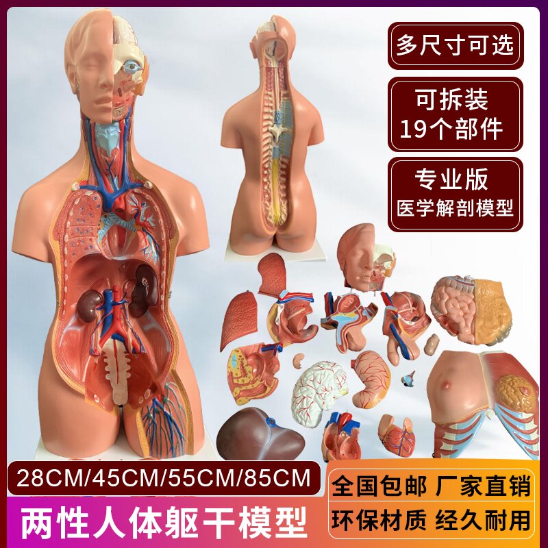 人体结构模型医学仿真全身内脏大脑心脏躯干模特教学医学儿童拼图