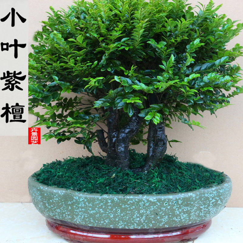 小叶紫檀盆景室内绿植花卉盆栽