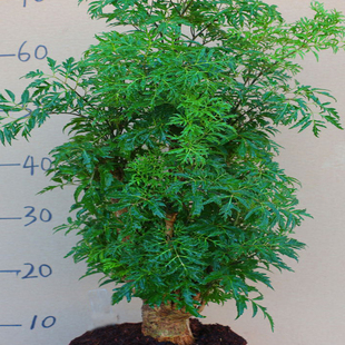 羽叶福禄桐盆景树桩室内客厅招财花卉绿植发财树四季常青净化空气