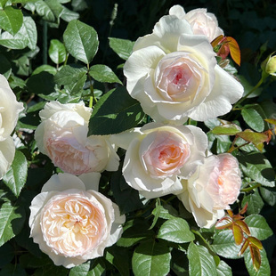 波莱罗月季花大苗盆栽四季开大花浓香阳台庭院淡粉色玫瑰花耐高温