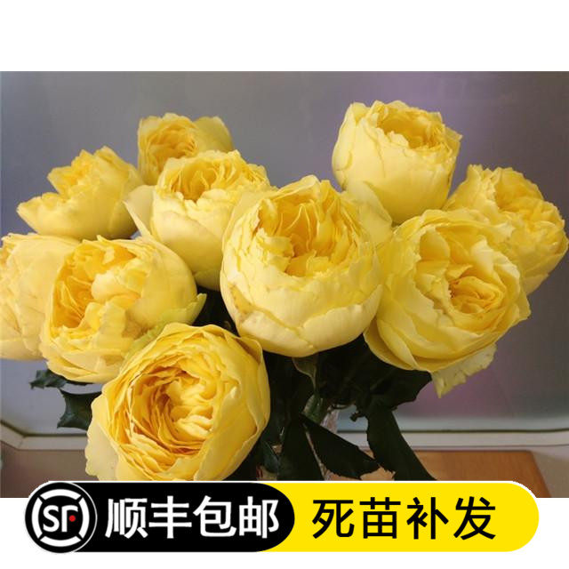新品日月大花亮黄嫁接【小黄鸡】月季花苗适合阳台盆栽不适合新手