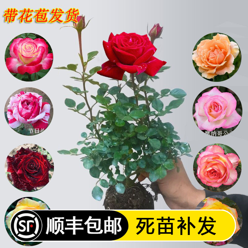 玫瑰花苗香水月季大花国月盆栽阳台庭院特大花浓香型老桩四季开花