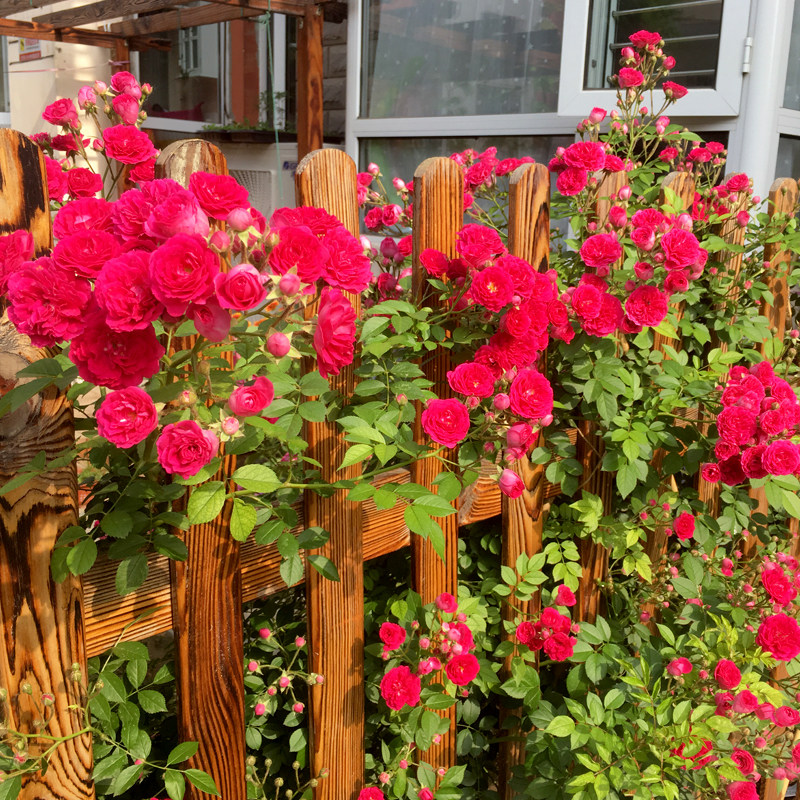 红木香花苗爬藤植物多季红花蔷薇藤本月季浓香无刺藤蔓攀爬庭院花
