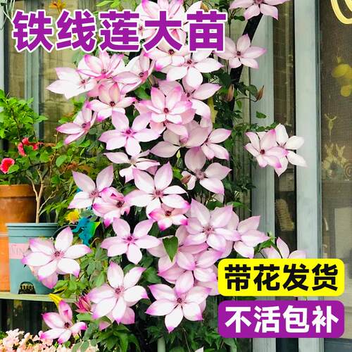 倒影阳台爬藤大苗天狼四季花卉庭院盆栽铁线莲攀援乌托邦植物耐寒