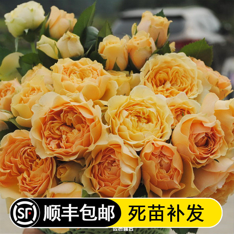 杏色露台月季木星王阳台欧月庭院盆栽阳台大丰花微月杏色橘红玫瑰