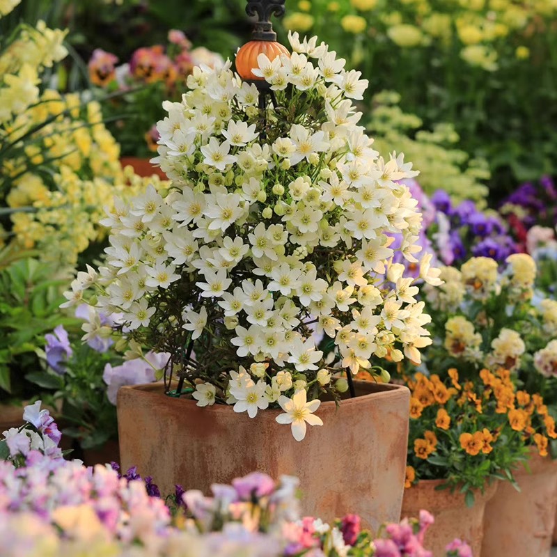 庭院铁线莲四季银币植物耐寒花苗藤本爬藤耐热花卉重瓣阳台乌托邦