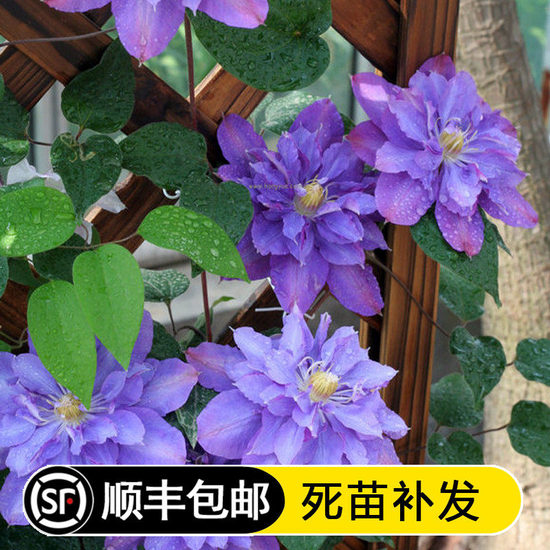 阳台盆栽绿植 薇安 铁线莲花苗 重瓣大花庭院藤本爬藤攀援植物