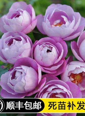 灌木勤花羊脂香水切花玫瑰花卉盆栽植物楼顶地栽强香紫色月季花苗