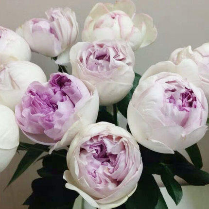 伊芙光月季花苗特大花浓香四季阳台庭院地栽玫瑰花卉植物勤花耐开