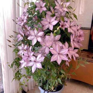 铁线莲大苗盆栽藤本爬藤植物花卉重瓣倒影乌托邦庭院耐寒适合新手