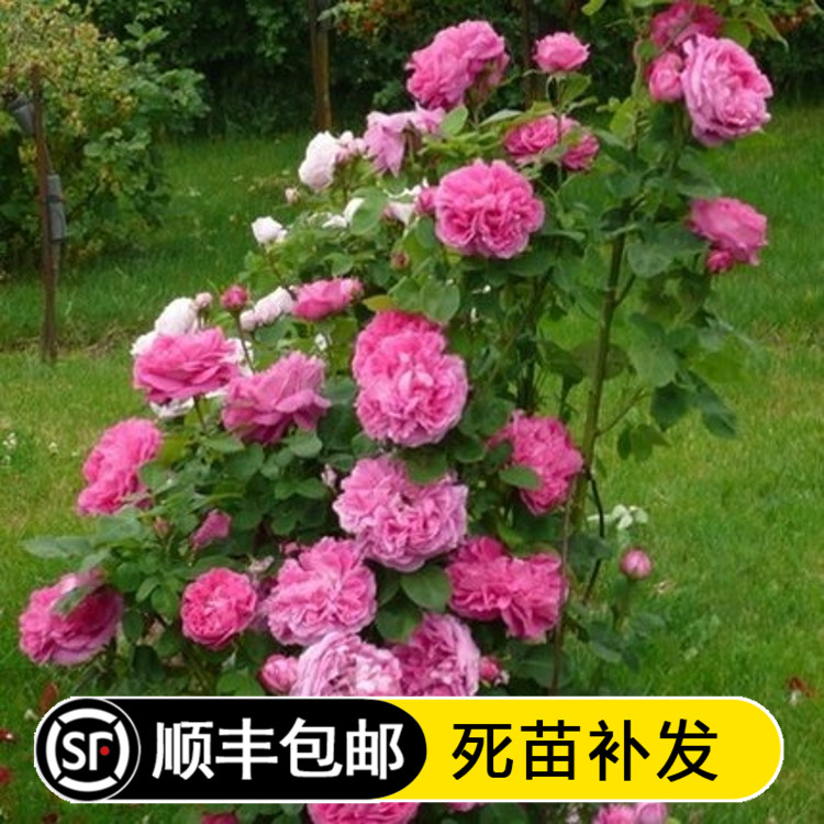 牡丹月季花苗 刺很少 多季丰花 花型大 开花香