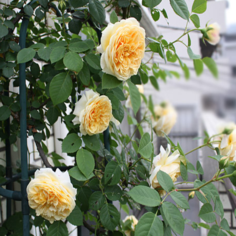 欢笑格鲁吉亚月季攀援蔷薇玫瑰