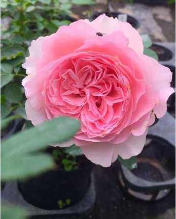 伊芙口红诱惑月季花达苗粉色大花型浓香勤花品种阳台庭院花卉植物