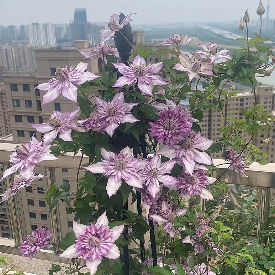 铁线莲恭子小姐攀援植物四季爬藤花爬墙庭院开藤耐寒阳台花卉花苗 - 实物图