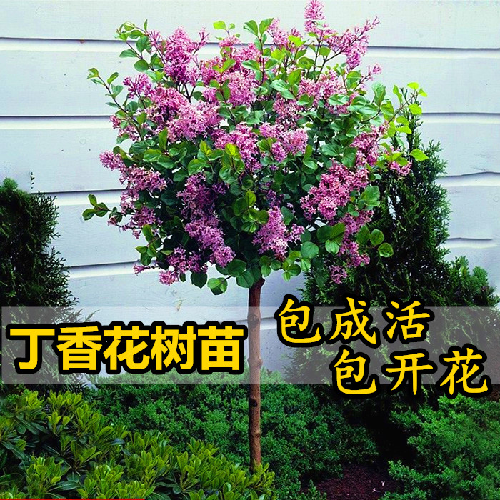 紫丁香花树苗四季循环开花庭院盆栽植物浓香花卉当年开花丁香花苗
