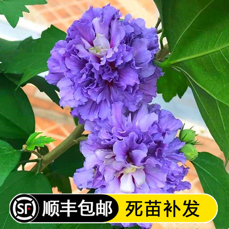 重瓣紫玉木槿蓝紫色花卉盆栽阳台庭院观花植物大花四季