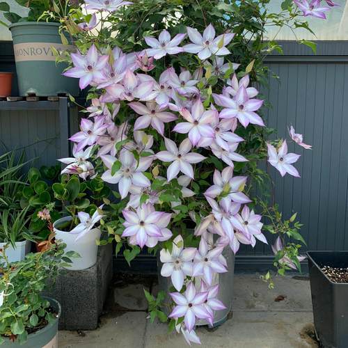 重瓣爬阳台银币花苗乌托邦