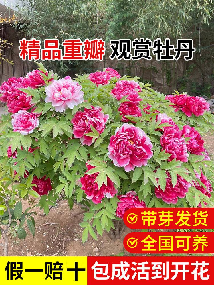 牡丹花苗正宗山东菏泽洛阳芍药鲜花大苗室外盆栽重瓣观赏树苗花卉