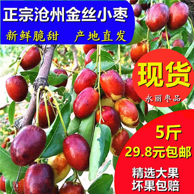 永丽枣品沧州金丝鲜脆枣产地直发
