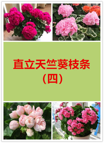 美丽花卉直立天竺葵枝条