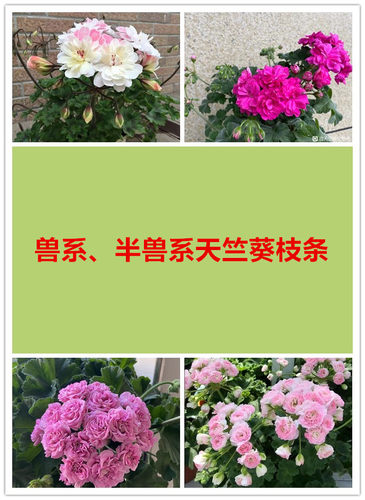 【多美丽花卉】兽系、半兽天竺葵扦插枝条，没有根