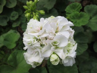 直立天竺葵晨曲多美丽花卉盆栽花卉植物