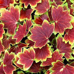 百年温哥华枫叶天竺葵多美丽花卉天竺葵花苗盆栽花卉植物