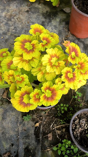 彩叶天，本布里奇