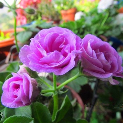 夏日玫瑰垂吊天竺葵多美丽花卉天竺葵花苗盆栽花卉植物