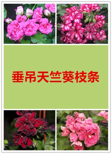 【多美丽花卉】垂吊天竺葵枝条