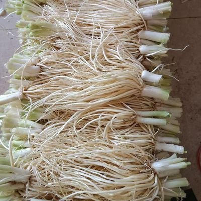 云南新鲜撇菜根大韭菜根