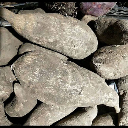 云南农家自种洋丝瓜根洋瓜佛手瓜根寿瓜根美味蔬菜