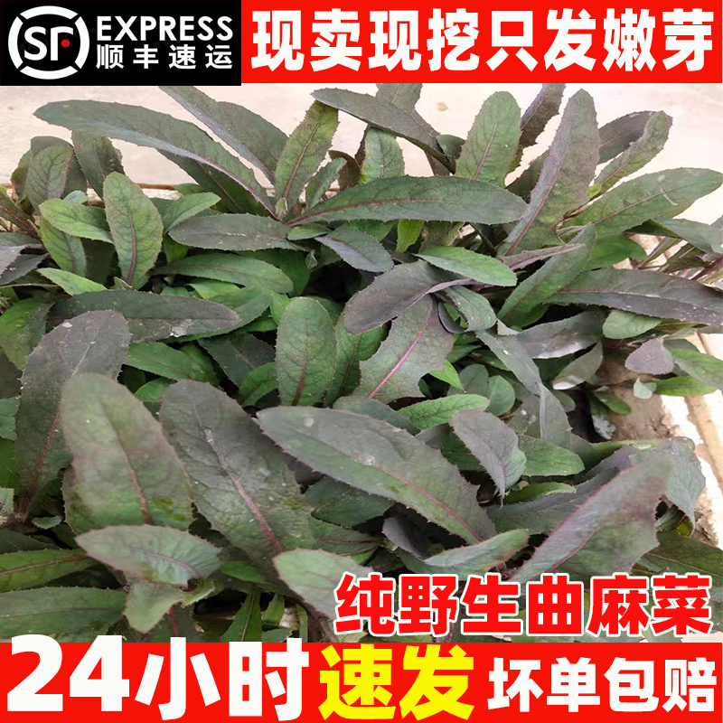 野生曲麻菜新鲜山野苗苦苦曲曲苣荬各种野菜根刺嫩芽大叶苦苣包邮|msdalam kategori daging perikanan/Buah-buahan segar dan sayur-sayuran/dimasak, sayur-sayuran segar/Vegetable Products, sayur-sayuran segar, lain - dari Buy2taobao.com untuk memberikan perkhidmatan ejen Taobao profesional membeli