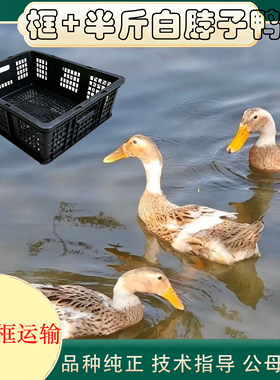 正宗大种半斤绍兴白脖子鸭+透气框 鸭蛋鸭母绿壳母鸭活禽运输框