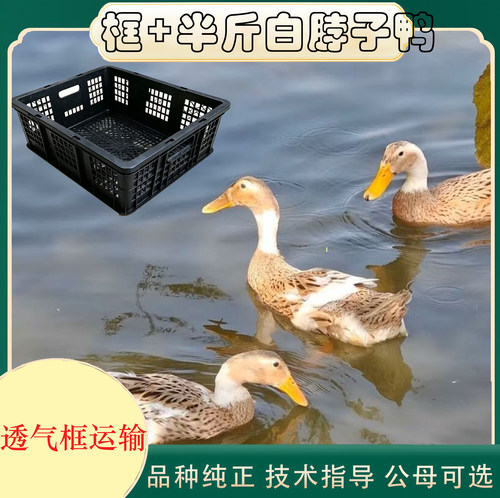 正宗大种半斤绍兴白脖子鸭+透气框 鸭蛋鸭母绿壳母鸭活禽运输框