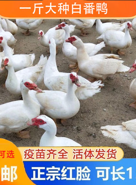 正宗大种一斤白番鸭苗红脸鸳鸯西洋鸭散养网红小黄鸭【宠物鸭】