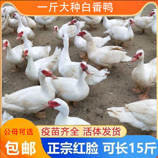 正宗大种一斤白番鸭苗红脸鸳鸯西洋鸭散养网红小黄鸭【宠物鸭】