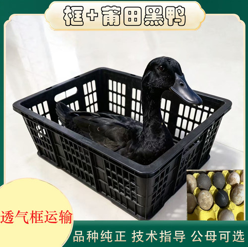 莆田正宗半斤黑鸭+透气框运输 脱温鸭黑壳鸭子鸭蛋黑鸭子活禽框