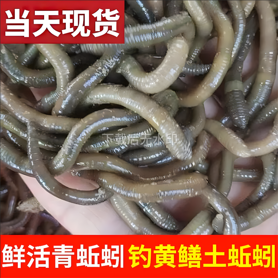 鲜活黑蚯蚓钓黄鳝青蚯蚓特大臭蚯蚓地龙活体蚯蚓野钓钓鱼鱼饵活铒