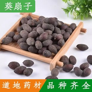 葵树子野生中药材500g精选广西大粒葵树籽老果葵扇子葵扇籽蒲葵籽