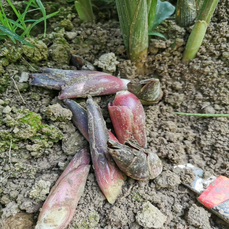 野生菜新鲜 价格 怎么样 图片 野生菜新鲜 价格 怎么样 图片