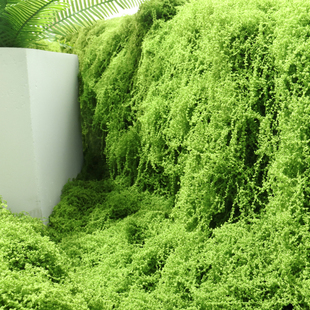 高级仿真苔藓草皮造景苔藓丝盆栽铺面草坪丛林假青苔微观装 饰材料