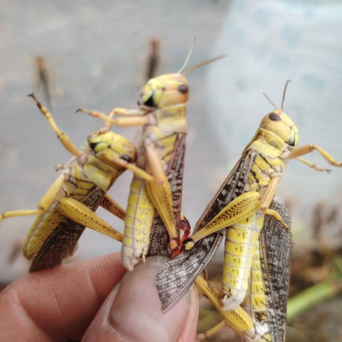 活体纯公蚂蚱新鲜蝗虫东南亚飞蝗胡蜂马蜂画眉鸟饲料活体宠物饲料