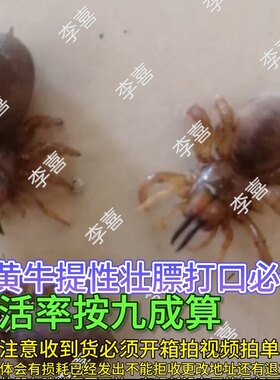 地黄牛活体野生地黄牛提性长膘画眉鸟食鸟饲料地黄牛活体增肥进口