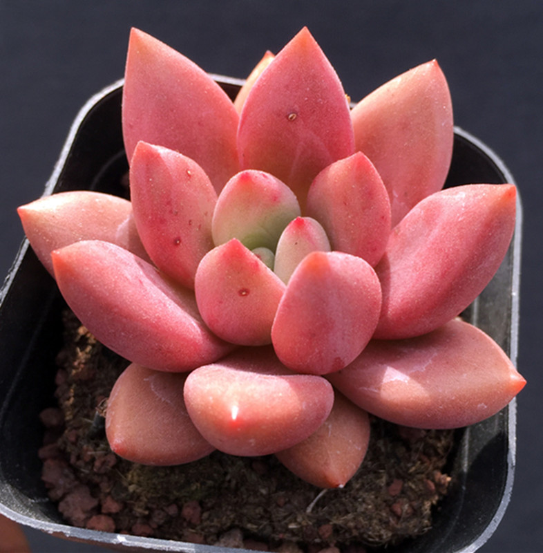 桃花源多肉植物 红骑士多肉 红灵魂多肉 红檀 七色花街多肉植物