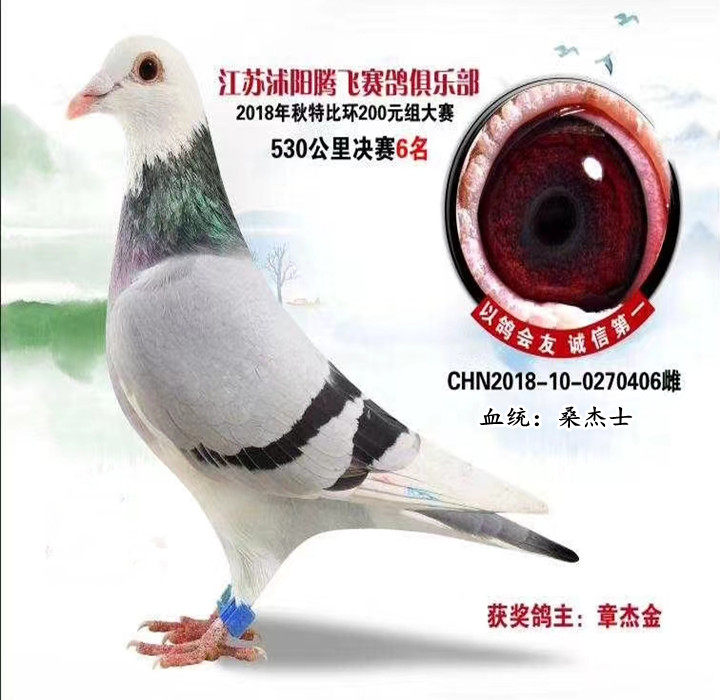 种鸽子信鸽子活体幼鸽特比成绩赛鸽蛋公棚鸽幼鸽青年鸽种鸽桑杰士