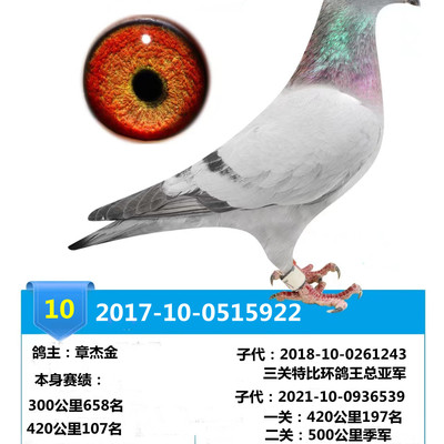 种鸽 成绩鸽 特比环三关鸽王成绩鸽【江苏沂北赛鸽职业赛手】