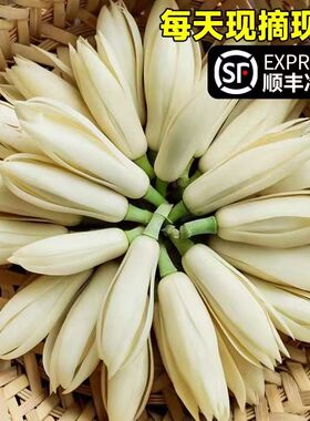 现摘白玉兰花新鲜花朵缅桂花黄角兰花闻香办公室内专用做纯露泡酒