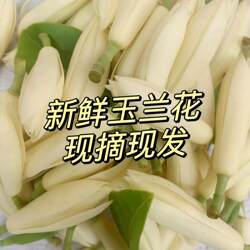 广西玉兰花新鲜现摘白玉兰花黄桷兰花香车内客厅卧室可做玉兰花茶